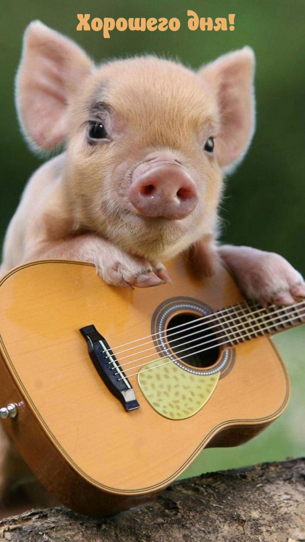 Свинья с гитарой