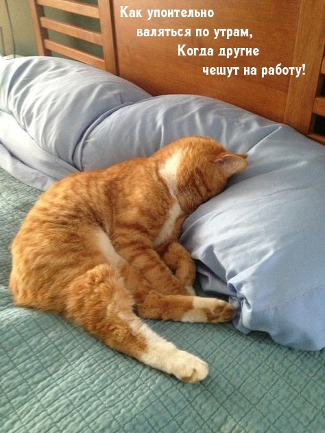 Котенок уткнулся мордой в подушку