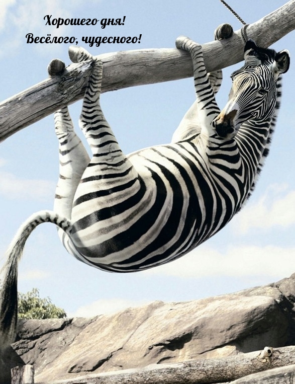 Зебра на ветке