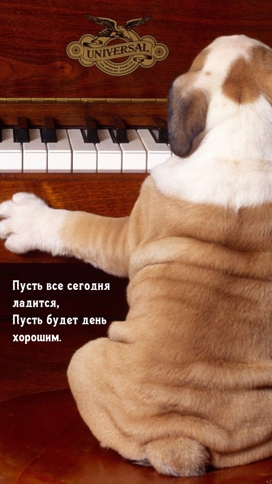 Собака за пианино