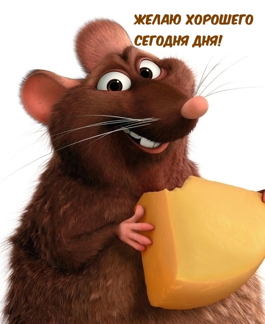 Крыса с сыром