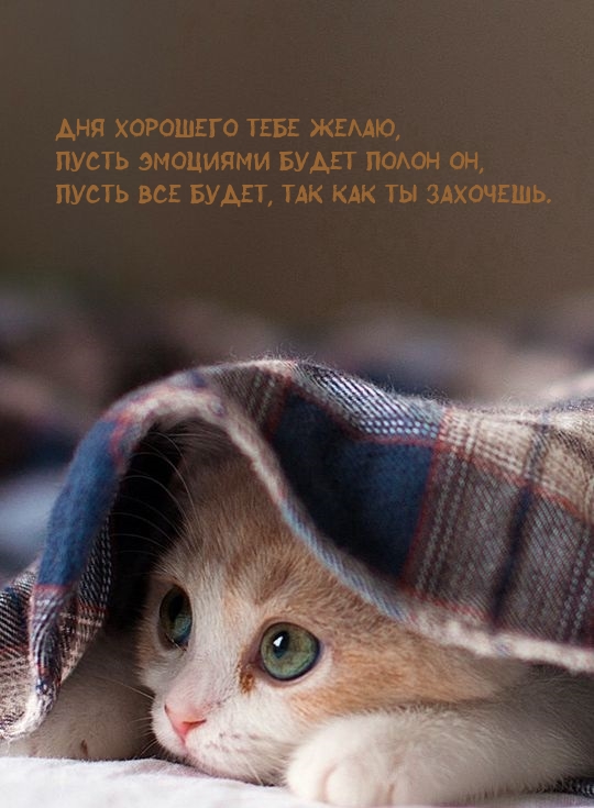 Котенок под клетчатым одеялом