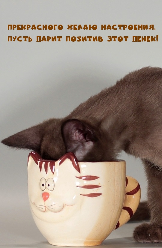 Кот засунул морду в чашку