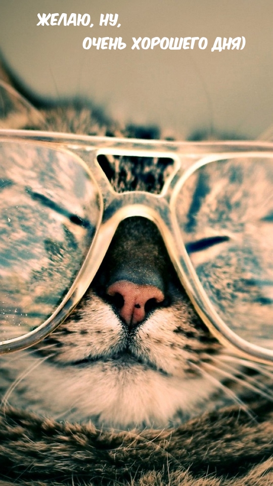 Кот в очках для зрения