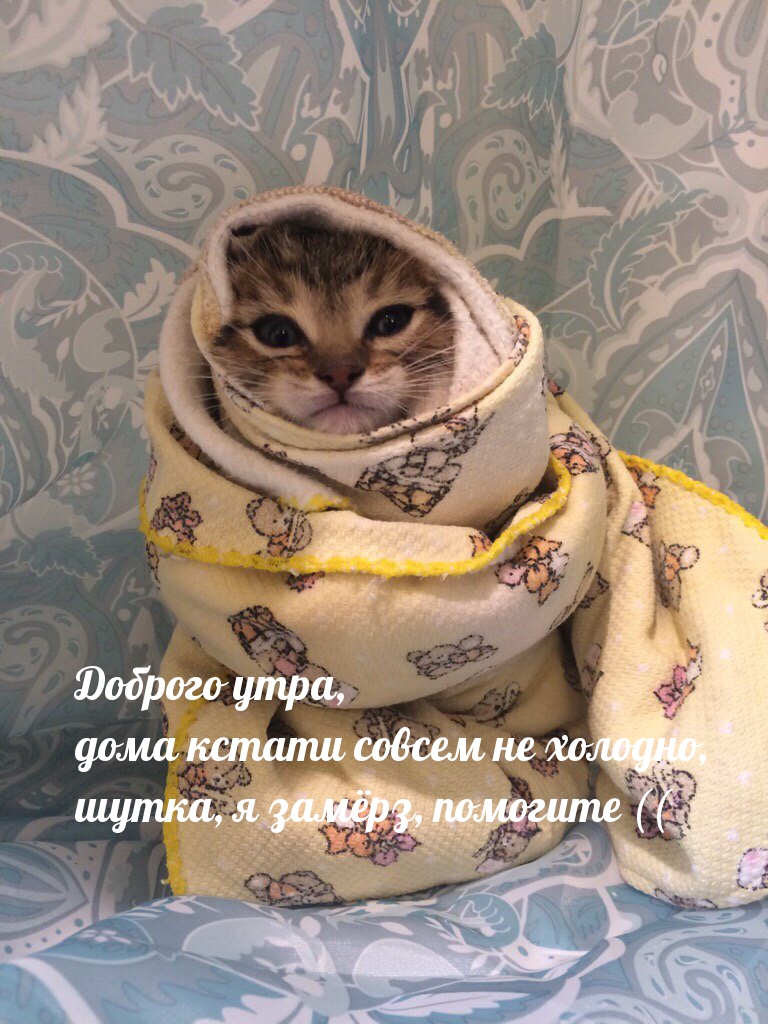 Праздничный наряд кота