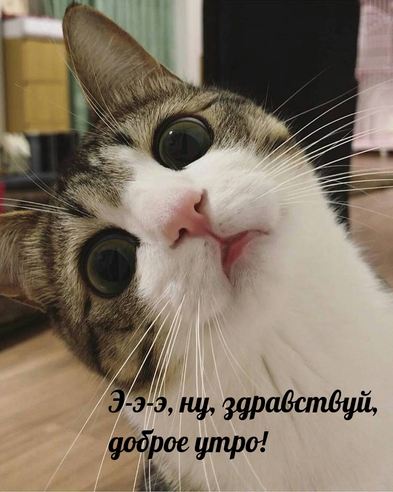 Уверенный кот