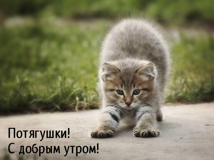 Котенок выгибает спинку