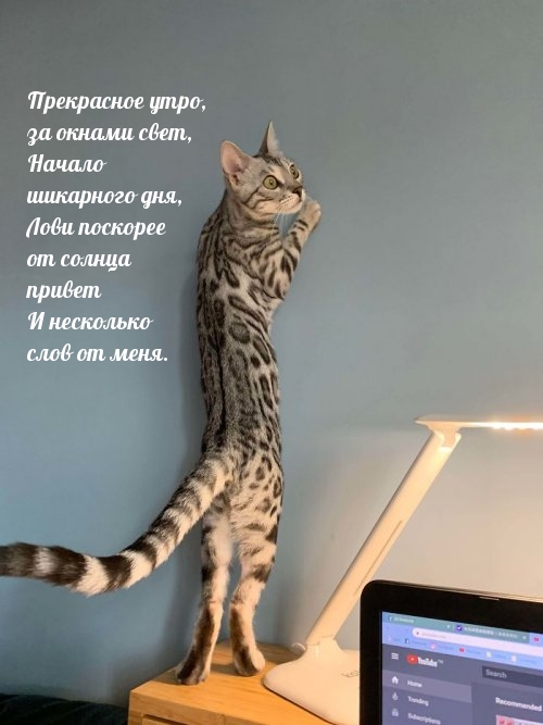 Кот на стуле возле стенки