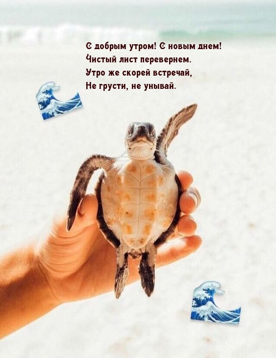 Приветливая черепаха