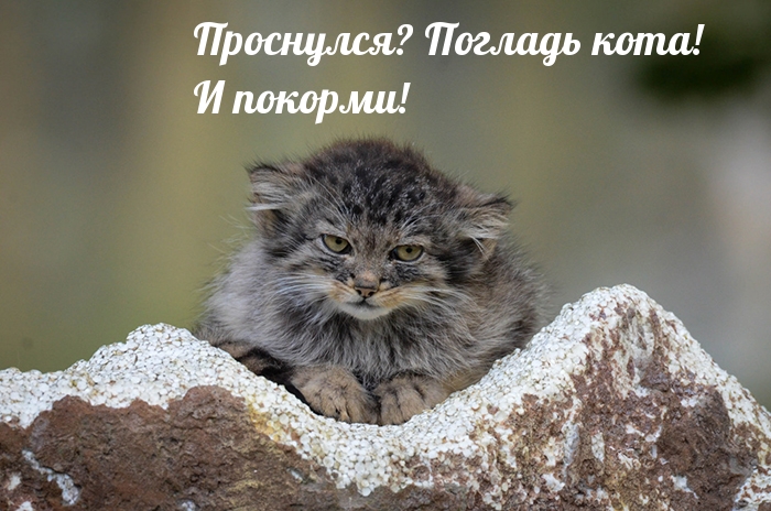 Погладь кота! И покорми!