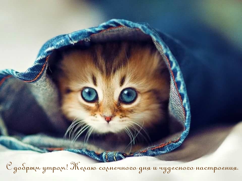 Замечательный голубоглазый котенок