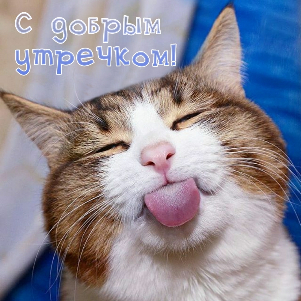 Утро начинается с показов