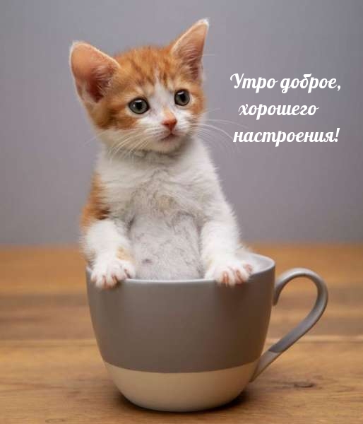 Чашечка с котенком