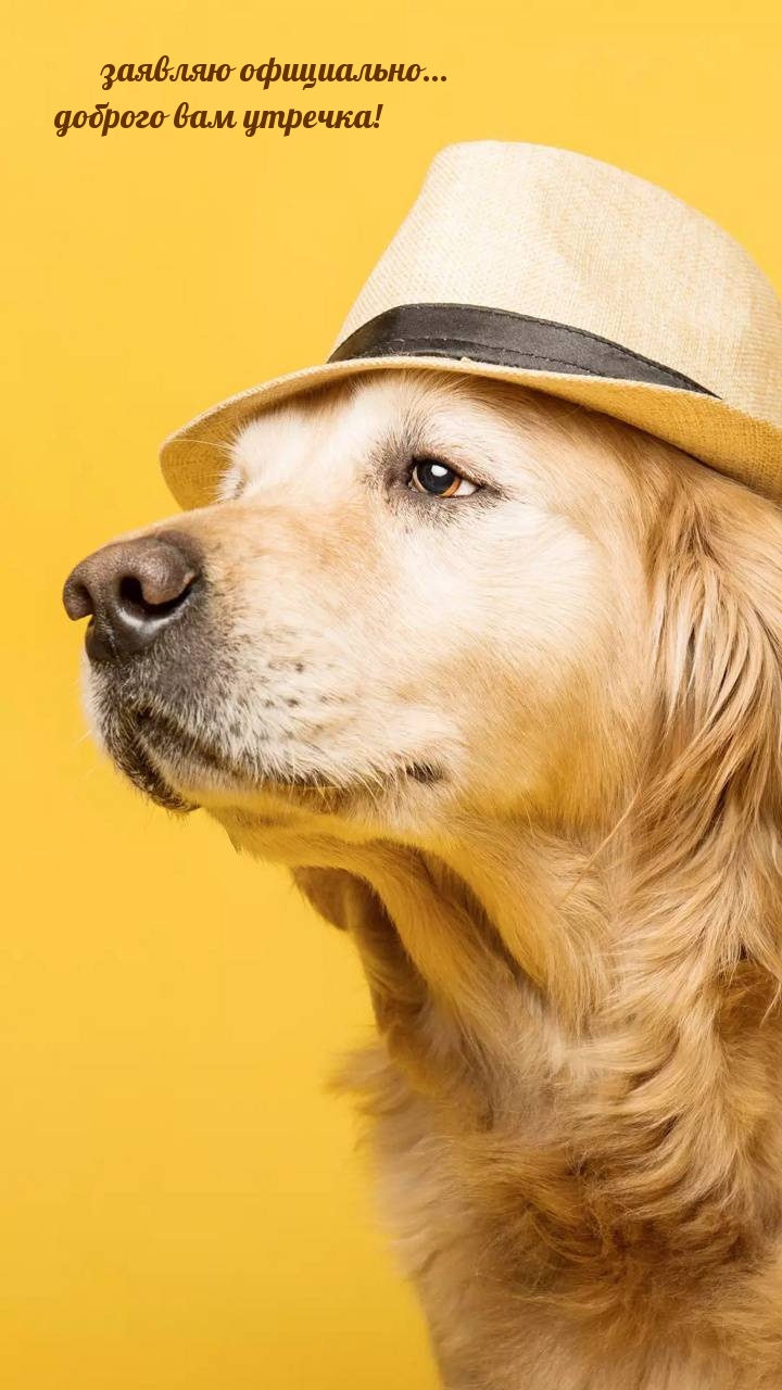 Охотничья собака в шапке