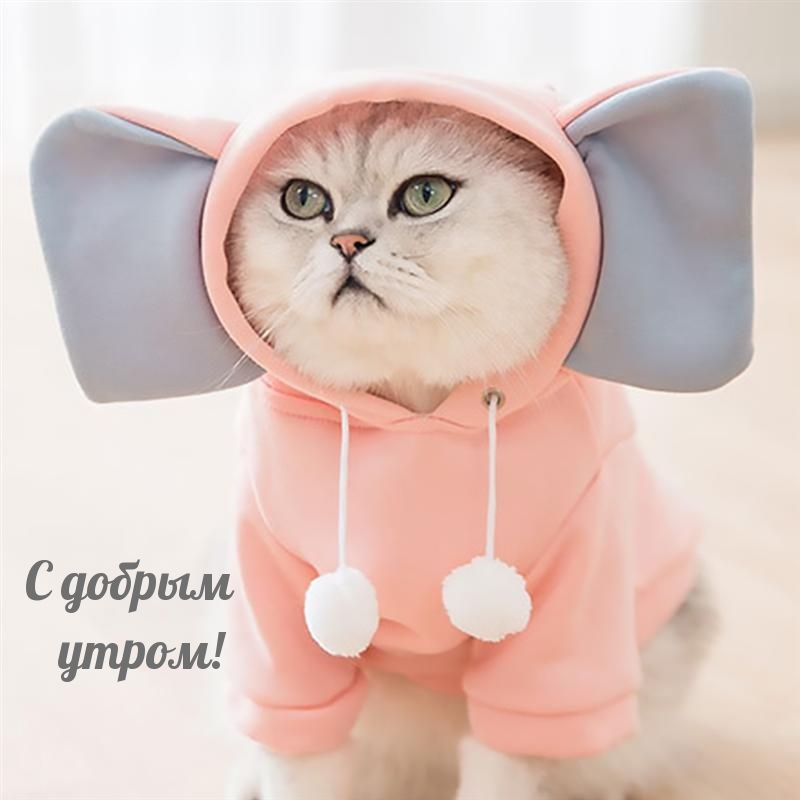 Кот в пижаме с ушами