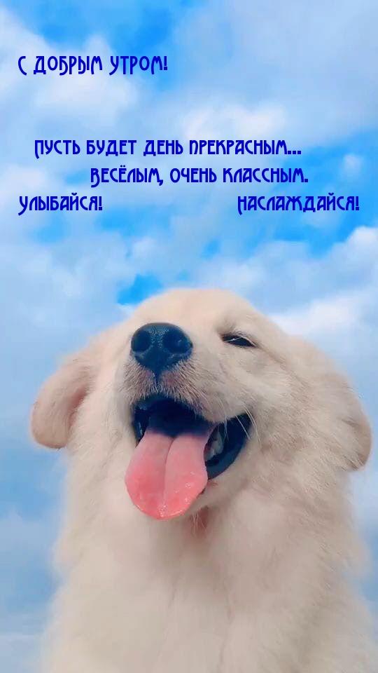 Радостная собака