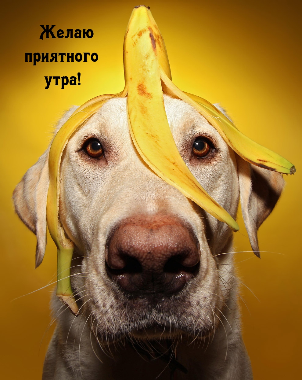 Собака с шкуркой от банана на голове