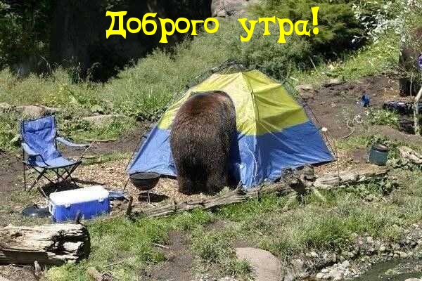 Медведь в палатке