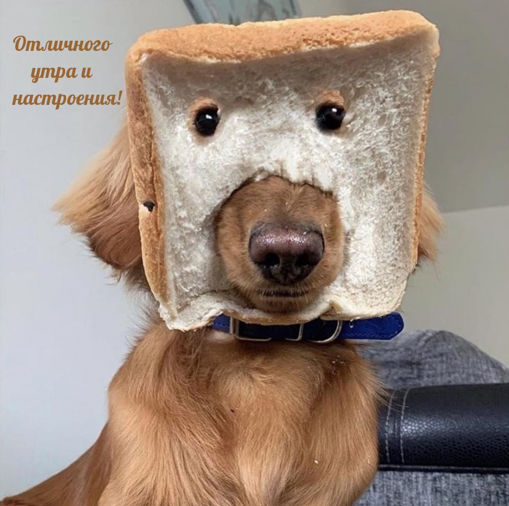 Пес - бутерброд