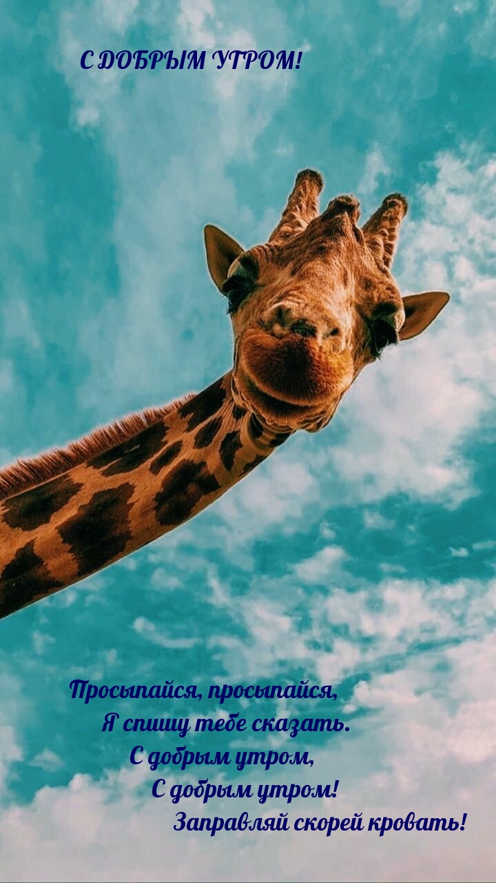 Шея жирафа