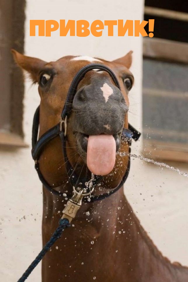 Лошадь показывает язык