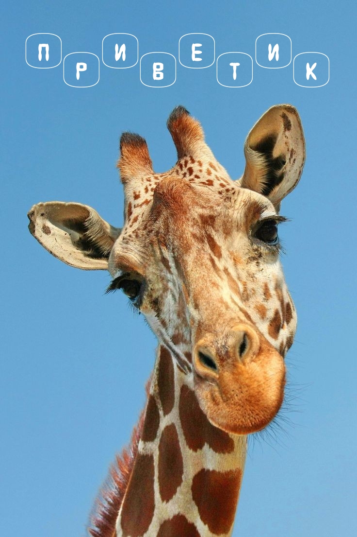 Привет от жирафа