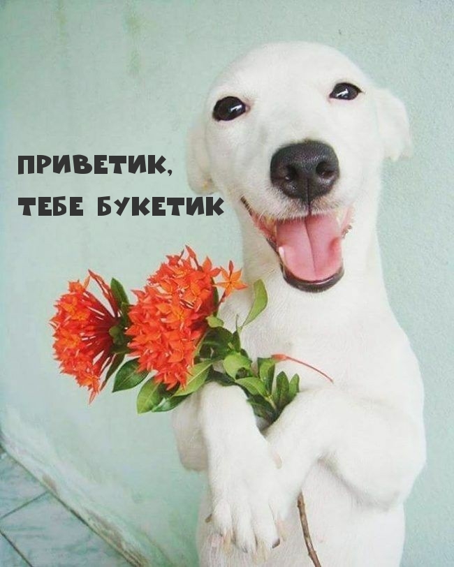 Белая собачка с цветами