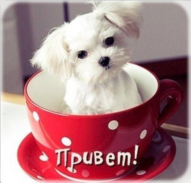 Белый щенок в чашке