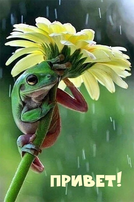 Лягушка прячется под цветком