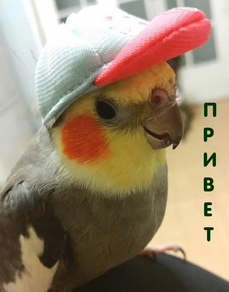 Попугай в кепке
