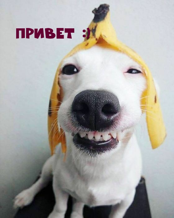 Собака с кожурой банана на голове