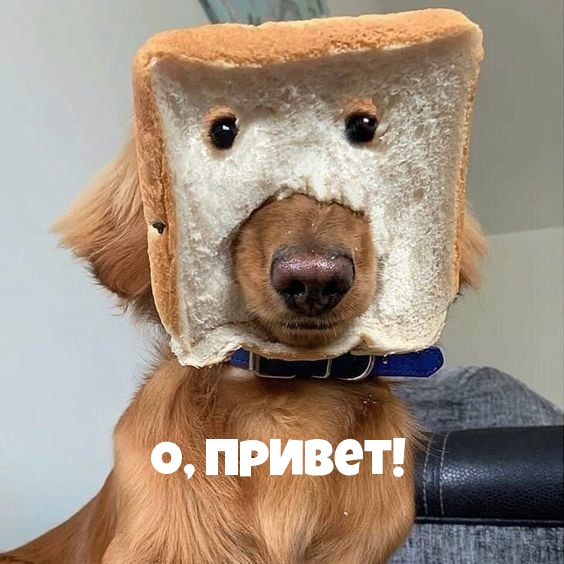 Собака - бутерброд