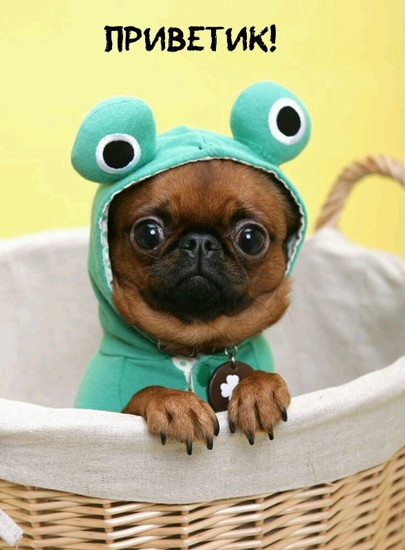 Щенок в костюме жабы