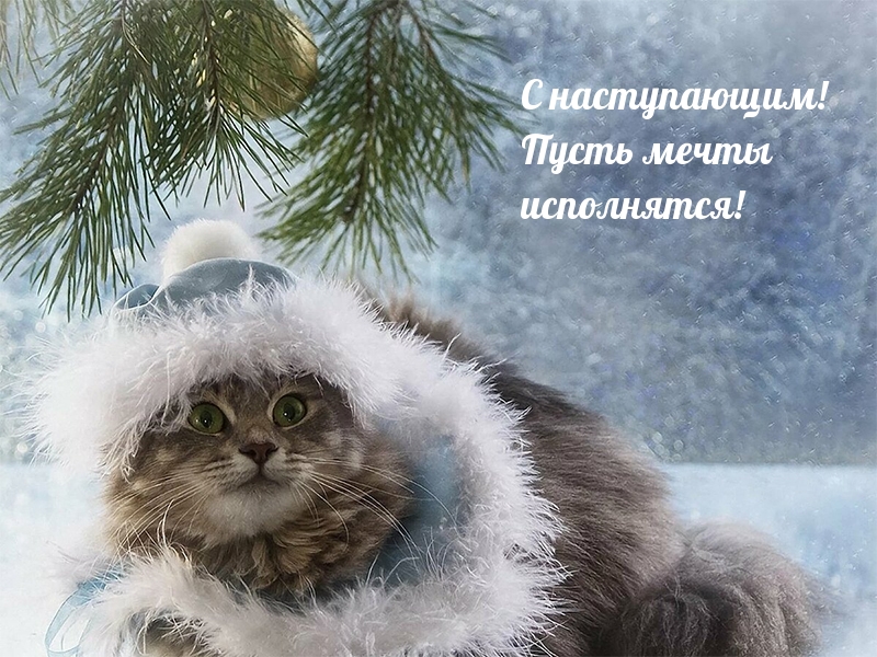 Картинка зимний кот