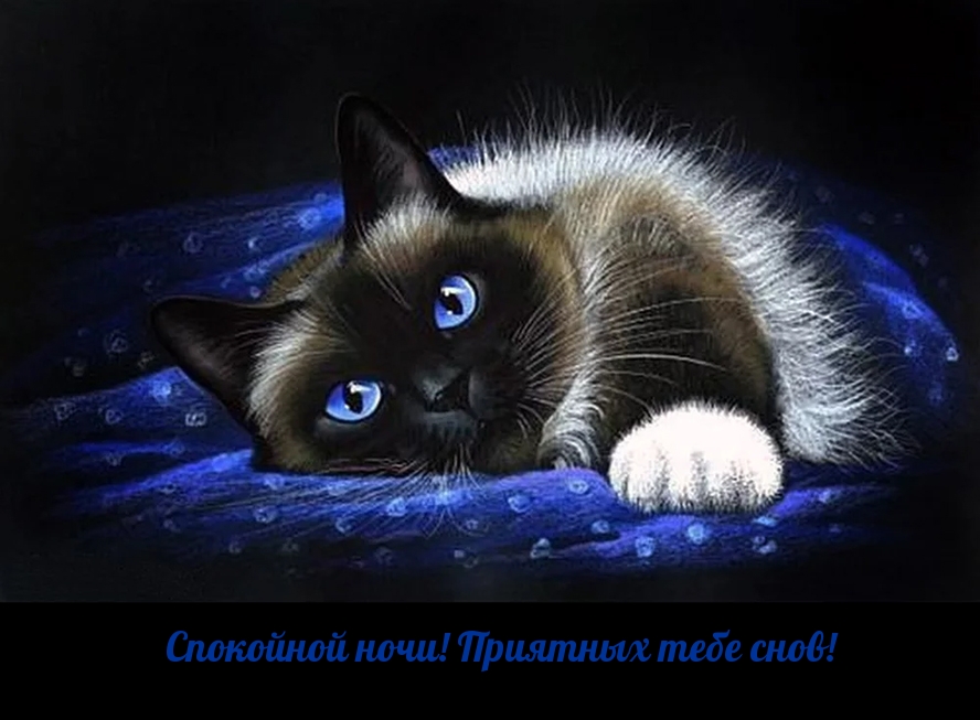 Голубоглазый кот на мягкой подушке