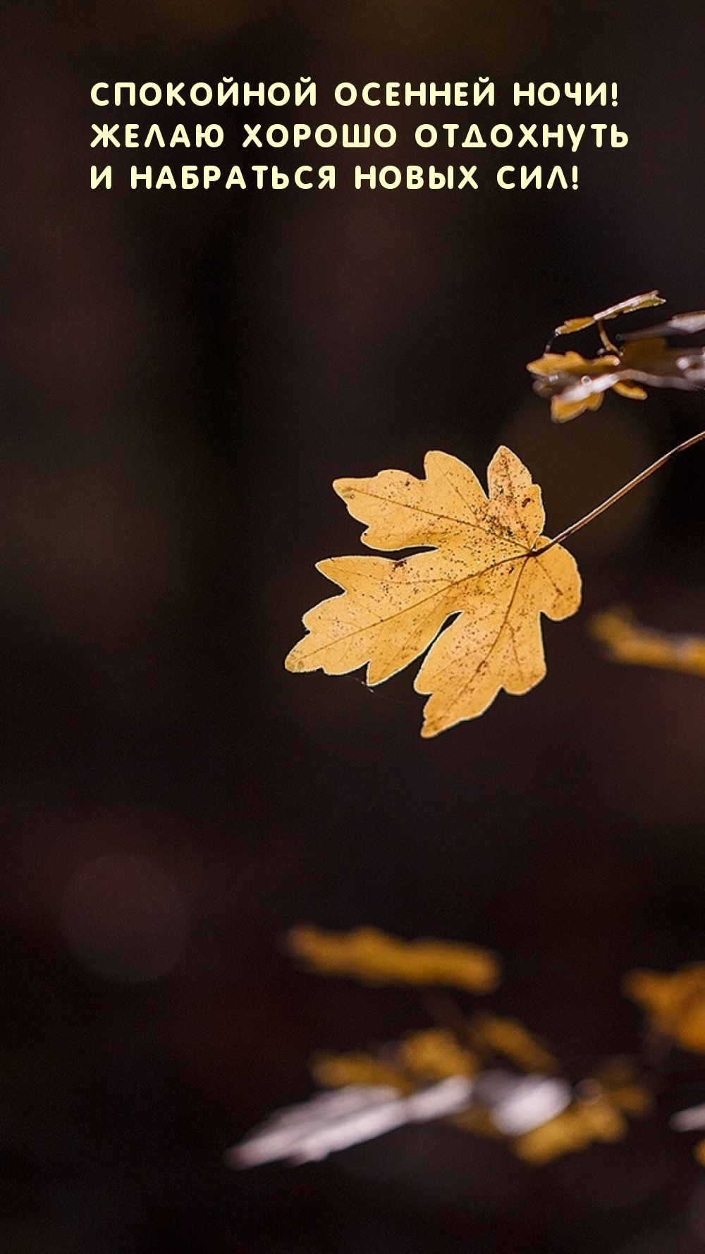 Желтый лист осени