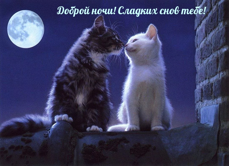 Котята целуются под луной