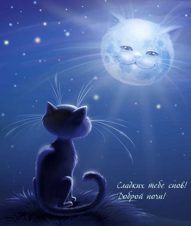 Котенок смотрит на ночное небо