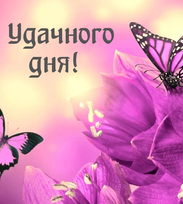 Фиолетовые бабочки на цветке