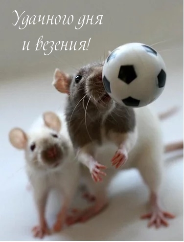 Мыши с мячиком