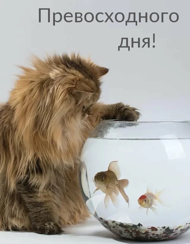 Кот возле аквариума