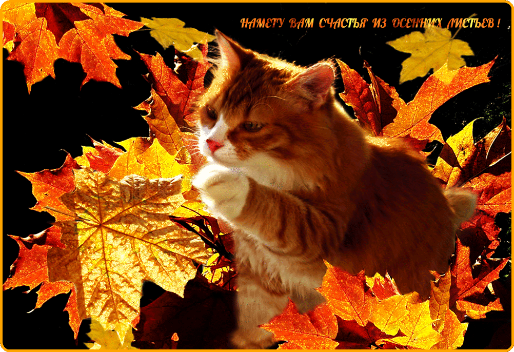 Осень гиф. Открытки осень. Красивые осенние открытки. Яркой и счастливой осени. Гифы с осенью.