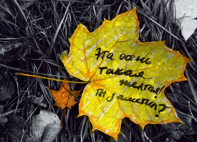 Осенняя прикольная картинка с цитатой