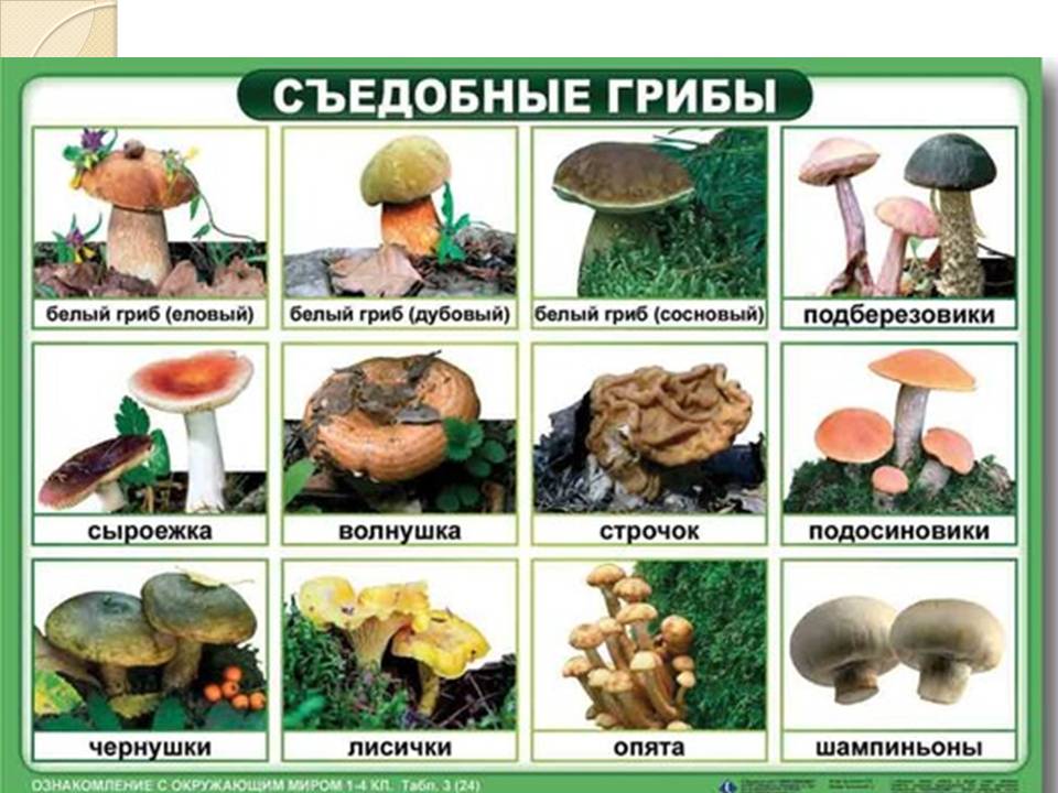 Картинка съедобные грибы