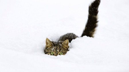 Кот бежит в снегу.