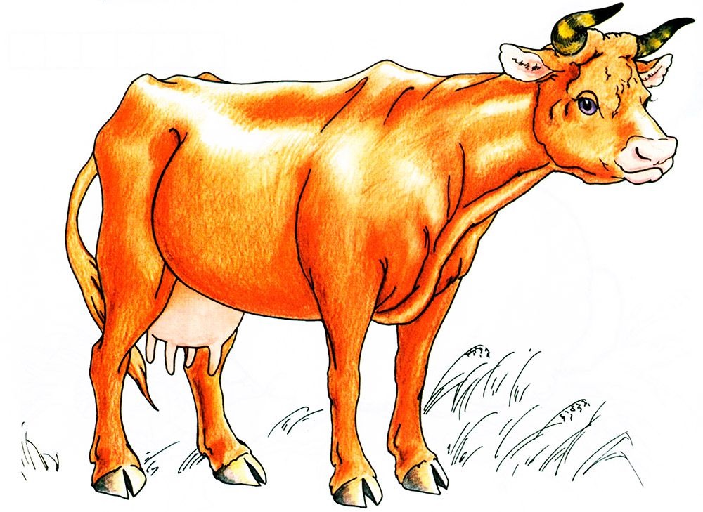 Картинка рыжая корова