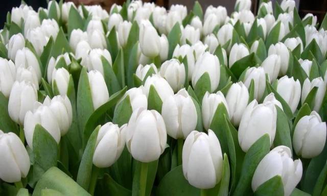 Белые тюльпаны.