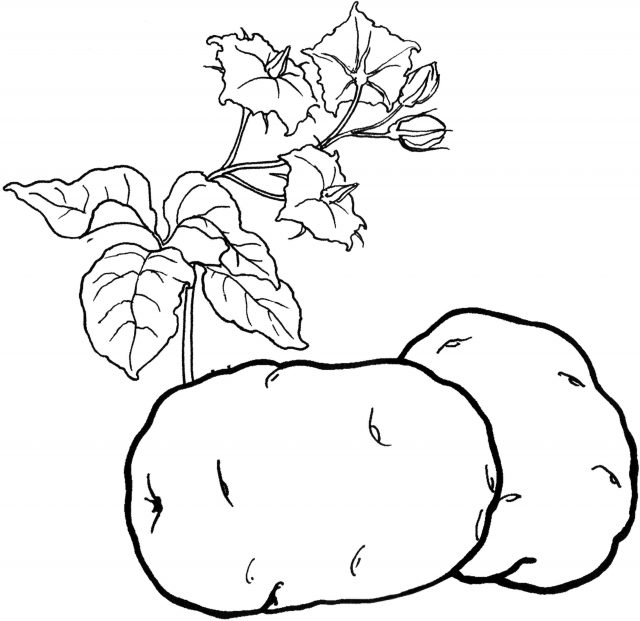Рисунок картофель.