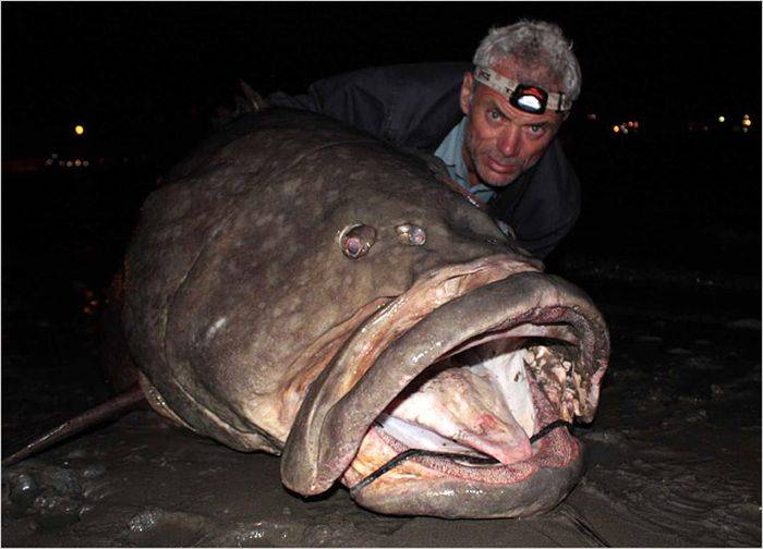 огромная рыба