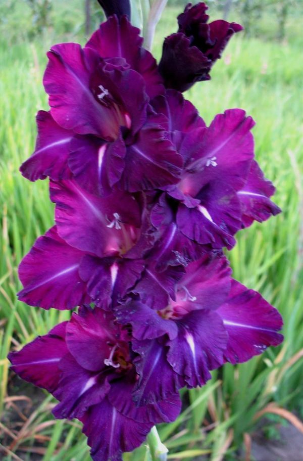 Фиолетовый гладиолус